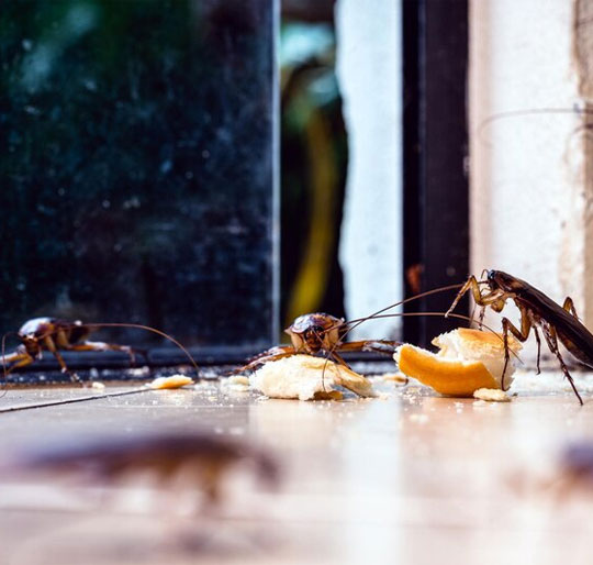 Quality Pest Control Services