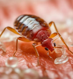 Bed Bugs Control