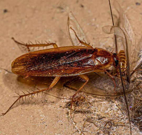 Cockroach Control System in Kanchipuram