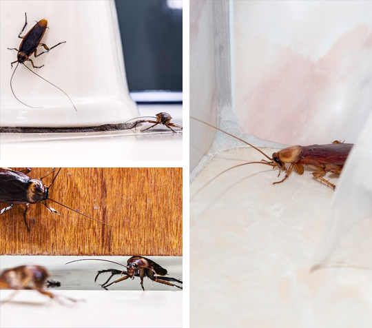Cockroach Control Solution