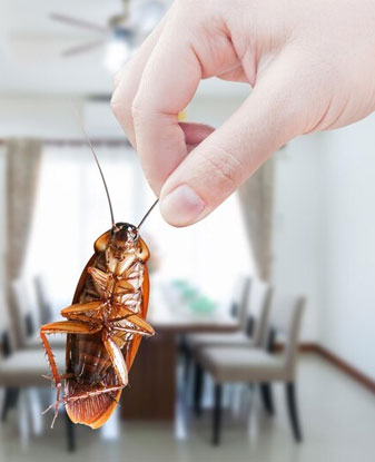 Effective Cockroach Control