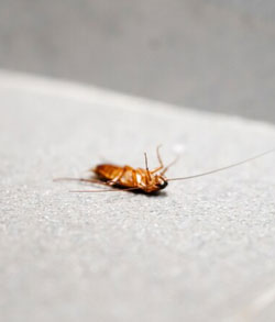 Effective Cockroach Control