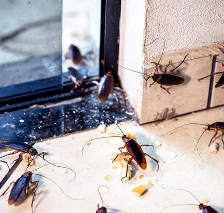 Cockroach Control Services in kanchipuram