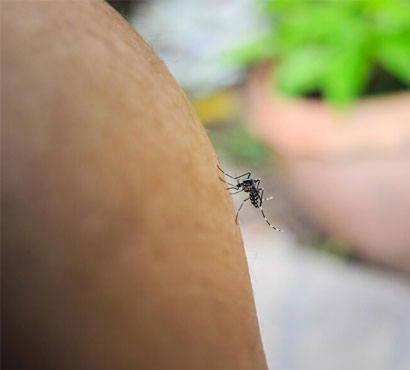 Mosquito Control Solutions