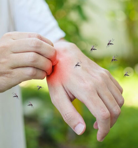 Mosquito Solutions in Kanchipuram