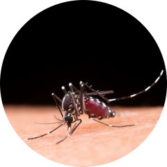 Mosquito Control Solutions