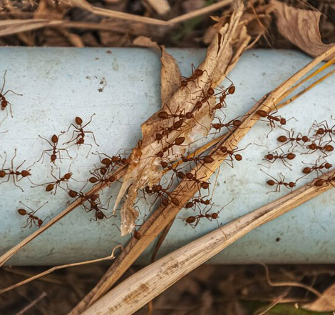 Ant Control