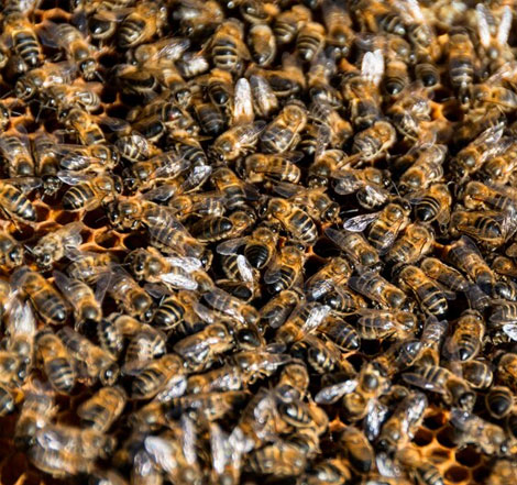 Honey Bee Control