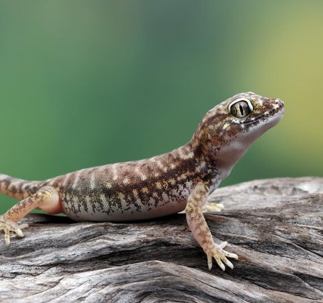 Lizard Control