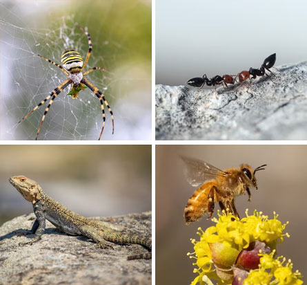 Pest Control Services in Kanchipuram