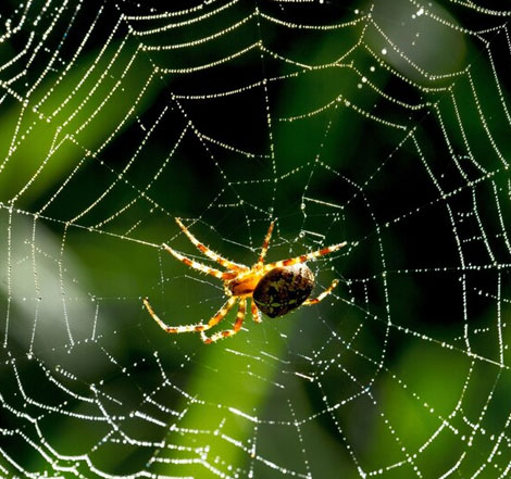 Spider Control
