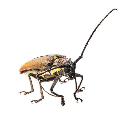 Wood Borer Control