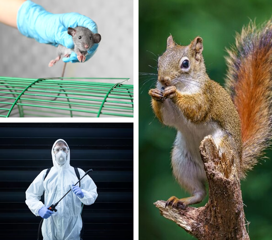 Anti Termite Solution