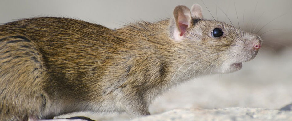 Pest Control Solutions