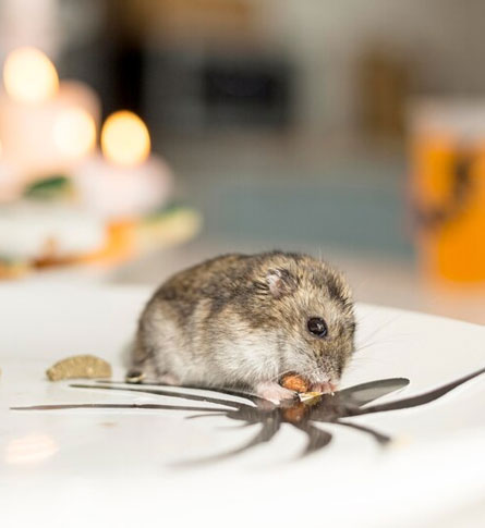 Rat & Mice Control Solution