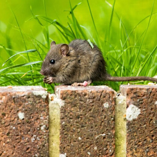 Rodent Control Solutions