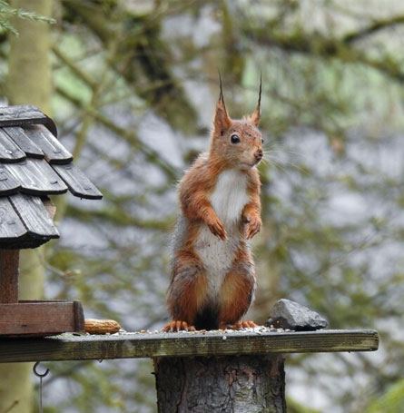 Squirrel Removal