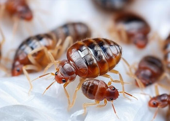 Bed Bugs Control