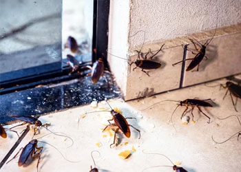 Cockroach Control