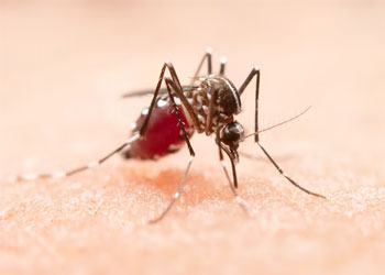 Mosquito Control