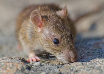 Rodent Control