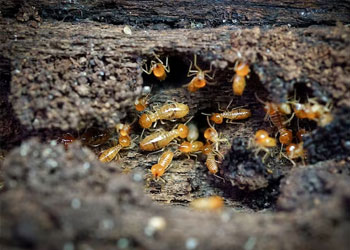Termites Control