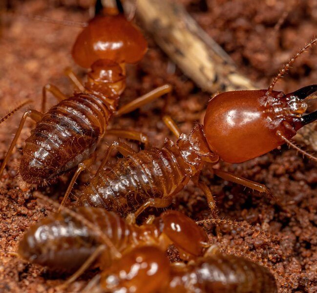 Termite control services