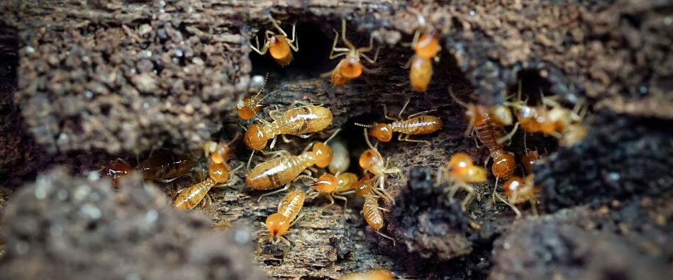 Pest Control Solutions